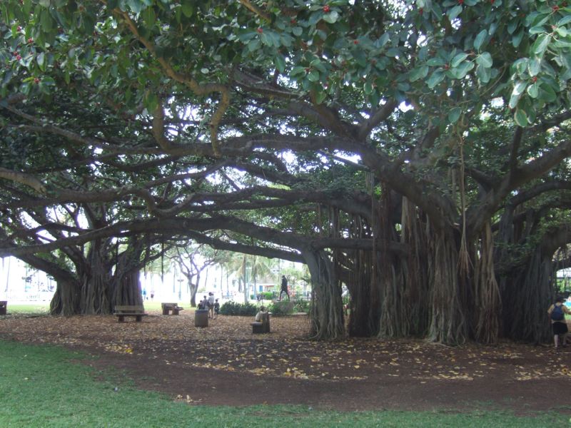 EnormousTrees