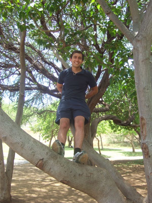 TreeAtDiamondHead