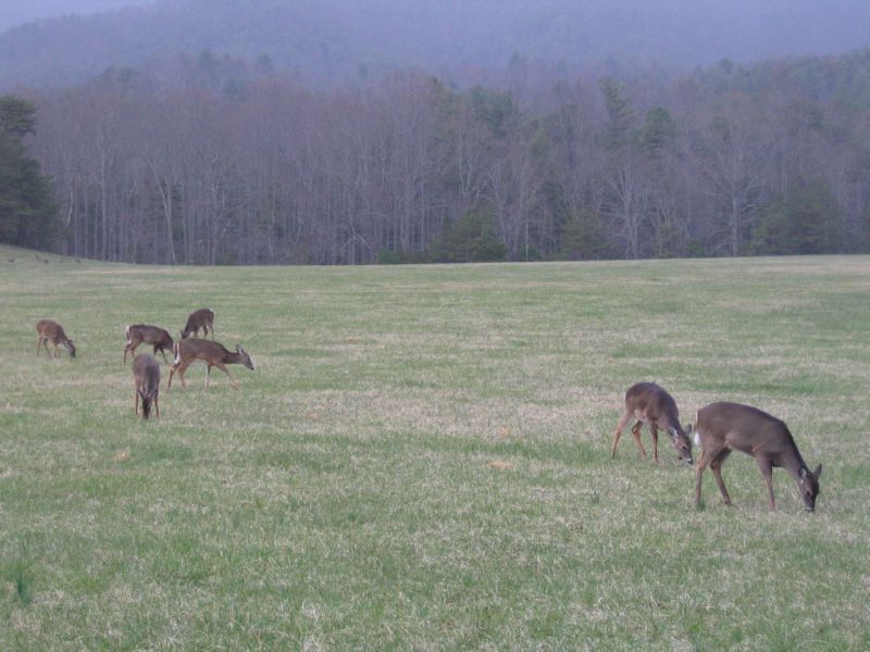 Animals